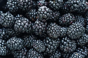 Ежевика при диабете 2 типа: сладкая ягода без вреда? Ежевика при диабете 2 типа: сладкая ягода без вреда?