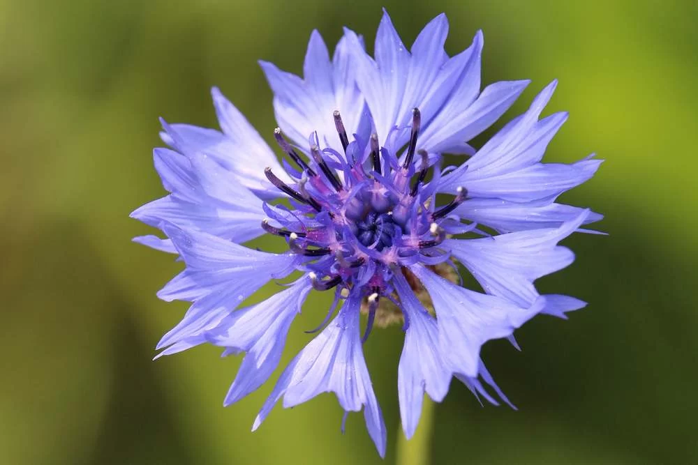 Цикорий при диабете 2 типа: полезная альтернатива или просто напиток? Цикорий при диабете 2 типа: полезная альтернатива или просто напиток?