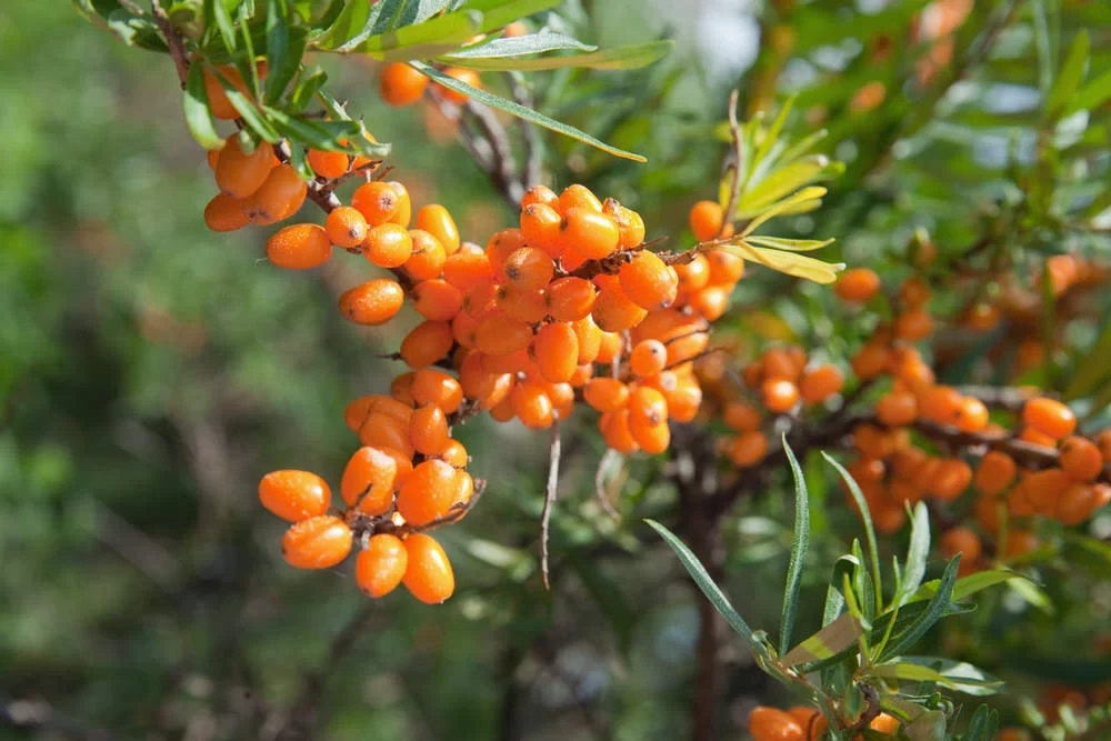 Облепиха при сахарном диабете 2 типа: польза, осторожность и рекомендации