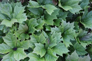 Лопух при сахарном диабете 2 типа: природный помощник в комплексной терапии Лопух при сахарном диабете 2 типа: природный помощник в комплексной терапии