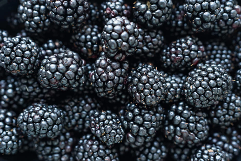 Ежевика при диабете 2 типа: сладкая ягода без вреда?