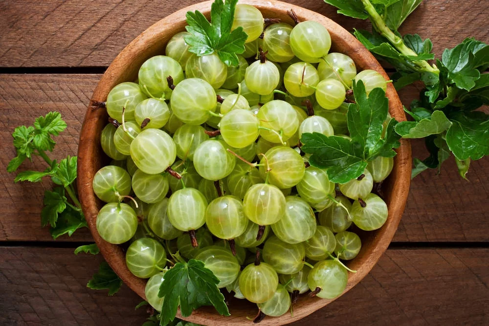 Крыжовник при диабете 2 типа: кисло-сладкий помощник для контроля сахара