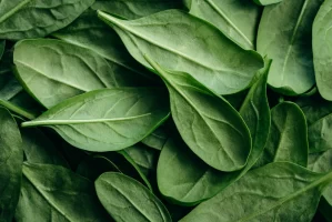 Spinach in Type 2 Diabetes: Why Do Dietitians Call It a &ldquo;Superfood&rdquo;?