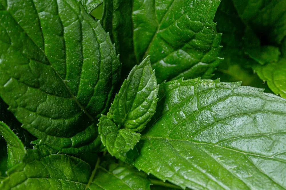 Мята при диабете 2 типа: ароматный помощник в рационе Мята при диабете 2 типа: ароматный помощник в рационе