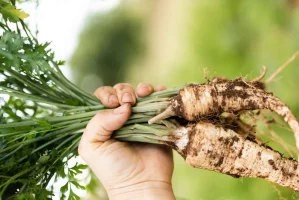 Хрен при диабете 2 типа: острая приправа с лечебным потенциалом