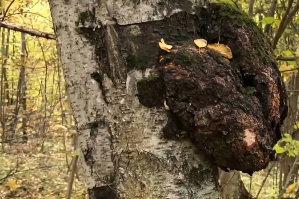 Чага (берёзовый гриб) при сахарном диабете 2 типа: традиционное средство и современные исследования Чага (берёзовый гриб) при сахарном диабете 2 типа: традиционное средство и современные исследования