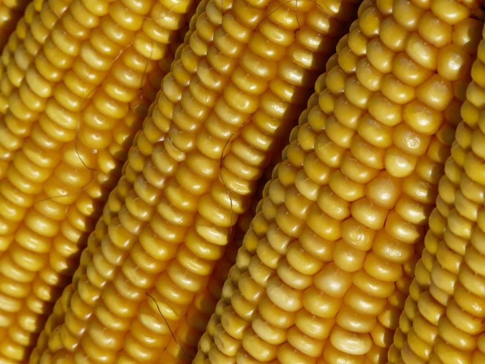 Кукуруза при диабете 2-го типа: можно ли есть, как и сколько?
