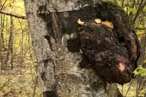 Чага (берёзовый гриб) при сахарном диабете 2 типа: традиционное средство и современные исследования