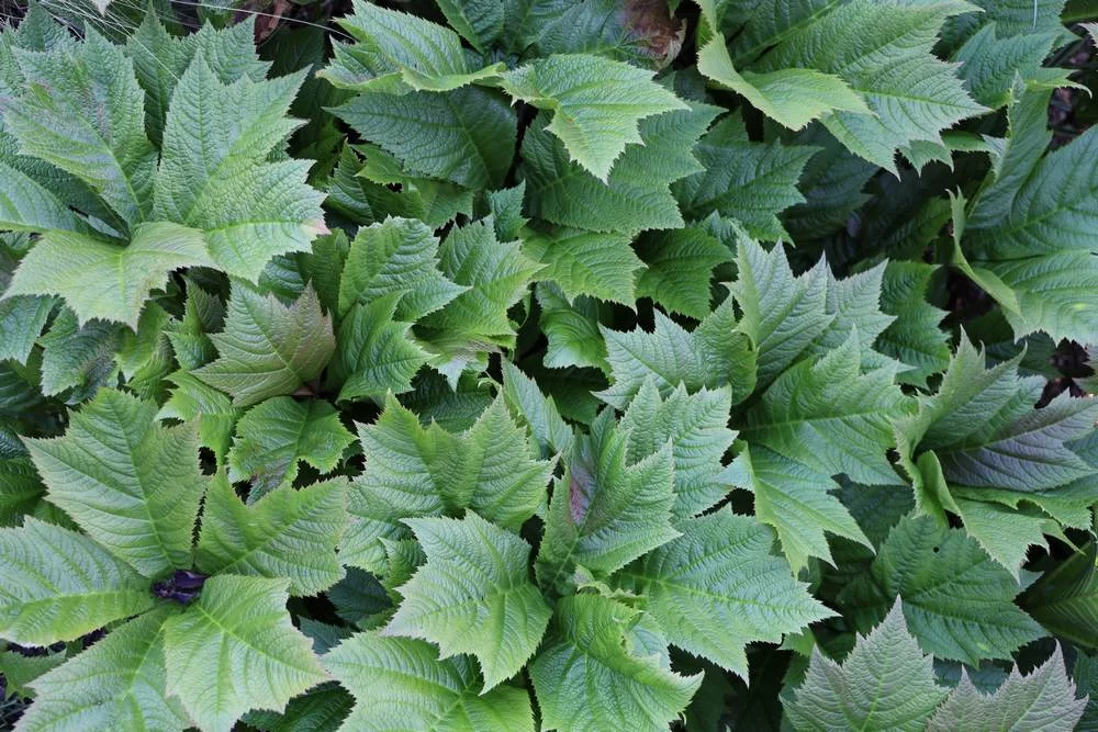 Лопух при сахарном диабете 2 типа: природный помощник в комплексной терапии